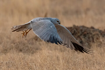 Montagu's Harrier bird closeup perched