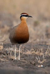 Indian Courser bird in an attention posiition