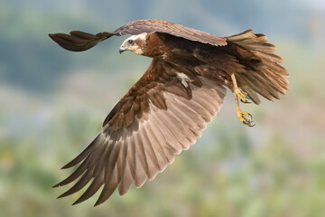Eurasian Marsh Harrier bird picture with a beautiful smooth background 
