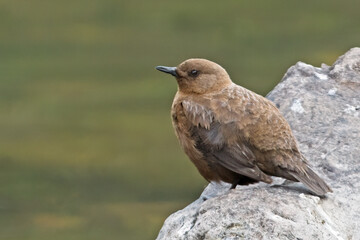 A Brown Dipper bird waiting at the pond to fish