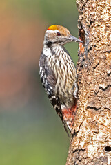A Brown Fronted Wood Pecker Pecking on a tree