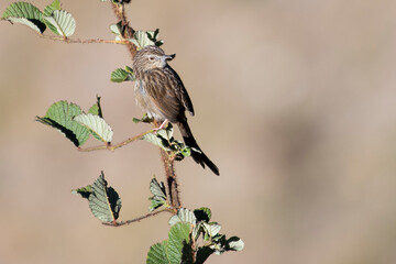 A Striated Prinia bird perched on a tree branch