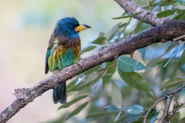 Portrait / Closeup of a Great Barbet bird