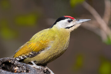 A Grey Headed Wood Pecker perched on a tree branch