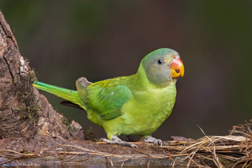 A Slaty Headed Parakite Juvenile with a beautiful background