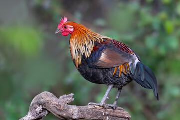 A Red Jungle Fowl bird perched on a small rock