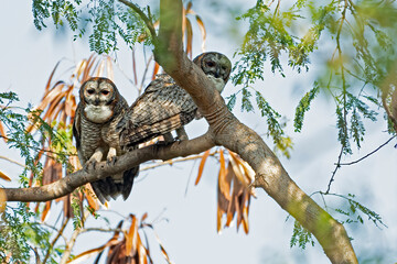 A Mottled Wood Own bord perched on a tree branch