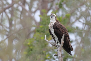 Osprey perched in dead tree. 