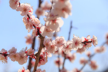 早春のピンク色の梅の花　春のイメージ