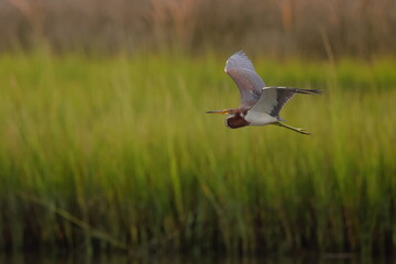 Beautiful tricolor heron inflight in saltwater marsh reeds. 