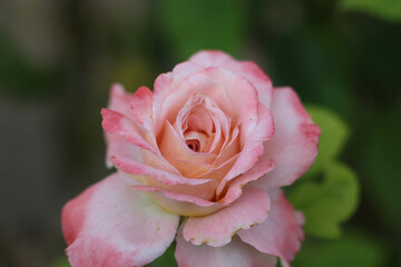 Pink and white rose with green background