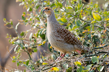 Grey Francolin perched on a ground