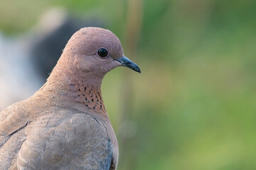 Oriental Turtle Dove portrait closeup