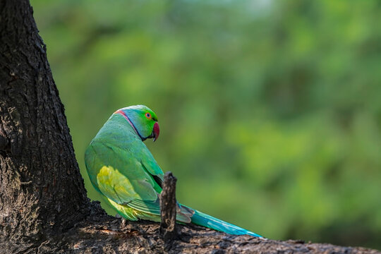 Beautiful portrait of a Rose ringed parakit (Parror)