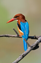White Throated Kingfisher displaying its colors