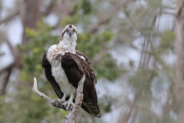 Osprey perched in dead tree. 
