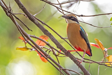Indian Pitta Bird perched on a tree branch