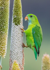 Vernal Hanging Parrot bird perched on a corn plant