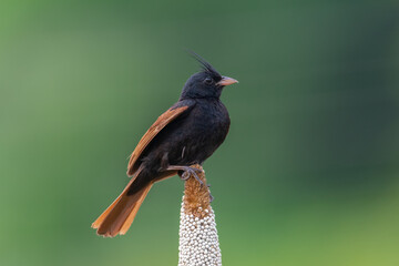 A Crested bunting bird perched with a beautiful background