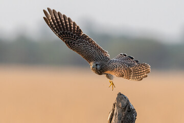 A Common Kestrel bird with a beautiful in flight pose