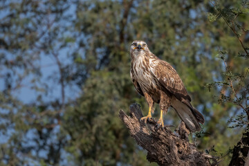 A Common Kestrel bird with a beautiful in flight pose