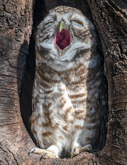 Yawning Spotted Owlet bird just waking up in a tree hole