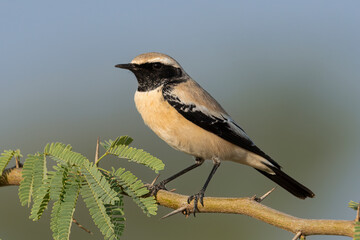 A Desert Wheatear bird perched on a small branch with beautiful background
