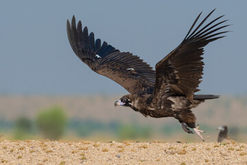
Cinereous vulture about to take a flight