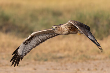 
Common kestrel in flight with beautiful background
