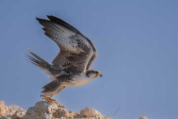 A White Eyed Bazzard bird in flight with sky as the background