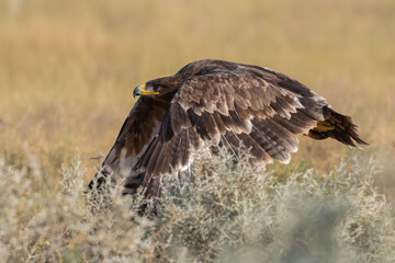 A Steppe Eagle in flight 