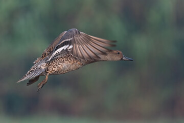 A flying duck
