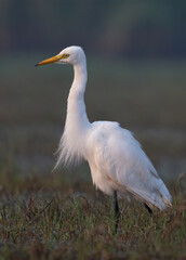 Beautiful egret with breeding plumage