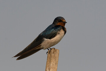 A Barn Swallow bird perched on a tree stump