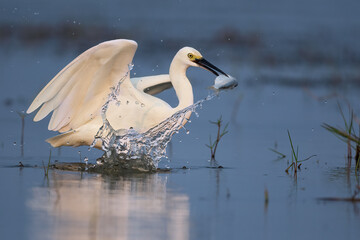 Intermediate Egret bird with a fish catch