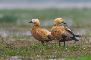 Pair of Rudy Shelduck
