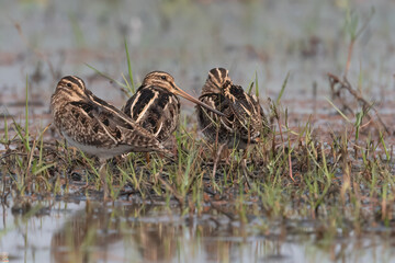 Painted Sandpiper group