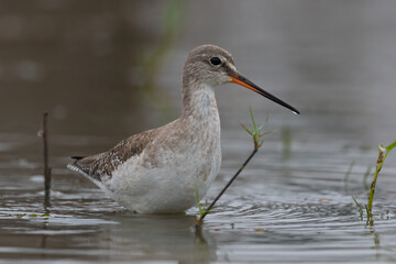 A sea bird near a pond