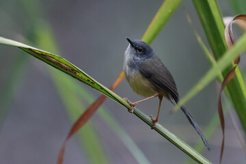 Yellow BEllied Prinia