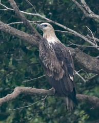 White Bellied Sea Eagle