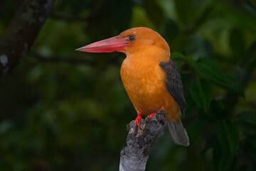 Brown Winged kingfisher