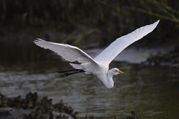 Beautiful white egret bird in flight in saltwater marsh reeds