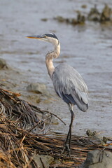 Great blue heron in salt water marsh