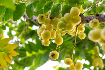 Closeup of Star gooseberry fruit, fresh star gooseberry growth on the branch tree in the garden.