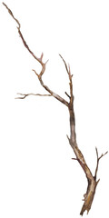  Watercolor brown defoliated tree branch, Rustic or Boho Wedding isolated illustration