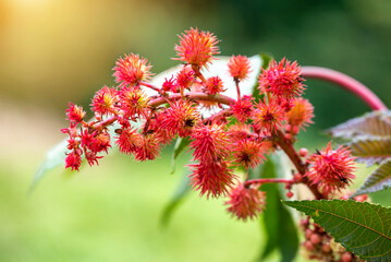Red Ricinus Communis plant (Castor bean plant, Castor oil plant) with blurred green leaf background