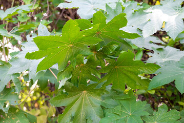 Red Ricinus Communis plant (Castor bean plant, Castor oil plant) with blurred green leaf background