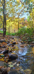 Close-up of a stream and rocks surrounded by fall trees and leaves on a sunny day. Vertical photo.