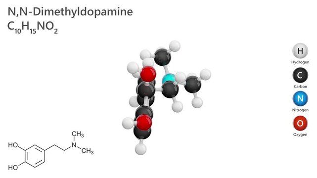 Molecule of N,N-Dimethyldopamine (C10H15N3O2) is an organic compound related to dopamine, featuring two methyl groups attached to the nitrogen. Chemical model: Ball and Stick. White back. 3D render