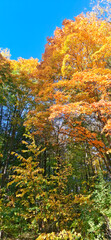 Colors of Autumn. Autumn leaves of trees. Vertical photo.